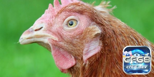 bệnh thương hàn gà do vi khuẩn Salmonella gallinarum gây ra