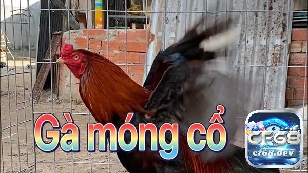 Khám phá giống gà móng cổ cùng CF68 nhé!