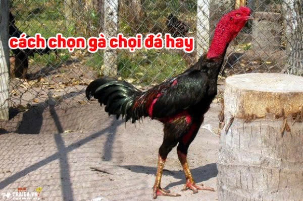 Cách chọn gà chọi hay: Bí kíp chọn gà cực hay từ các sư kê