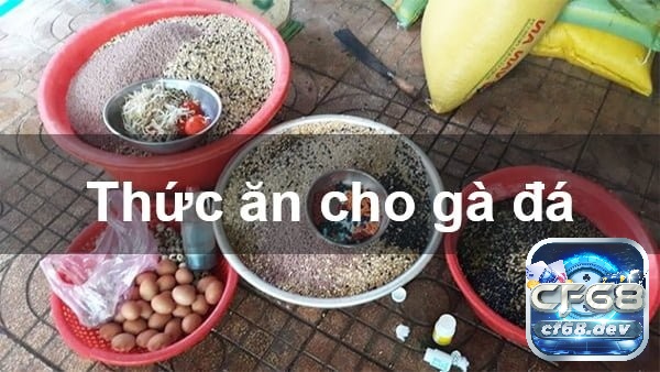 Cách giảm cân cho gà đá theo chế độ dinh dưỡng